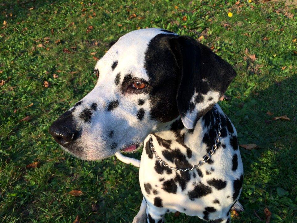 Dog dalmatian outdoors