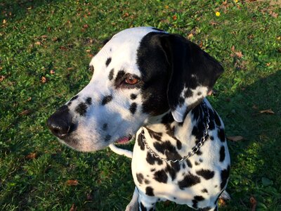 Dog dalmatian outdoors