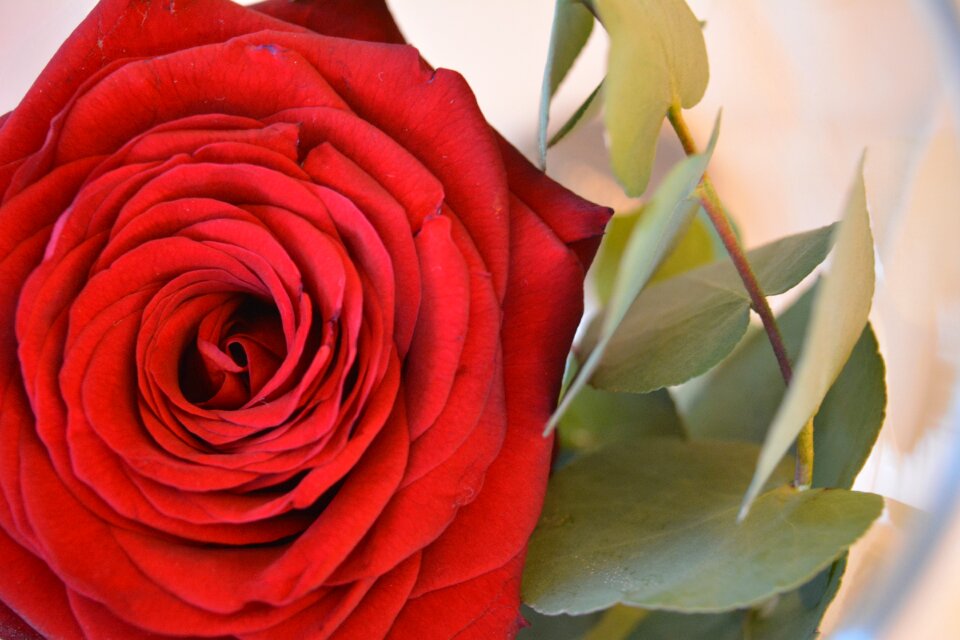 Rose flower red