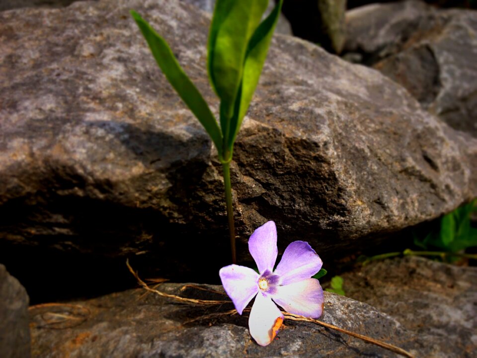 Purple lilac tender