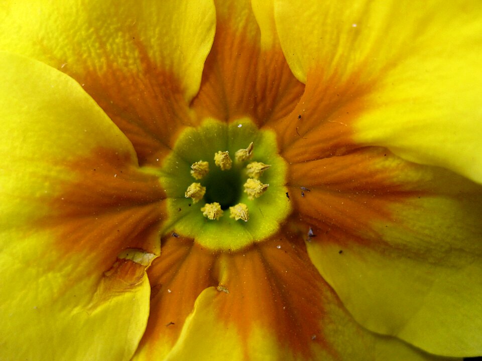 Spring flower close up