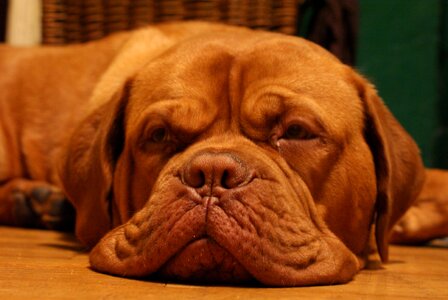 Mastiff pet photo