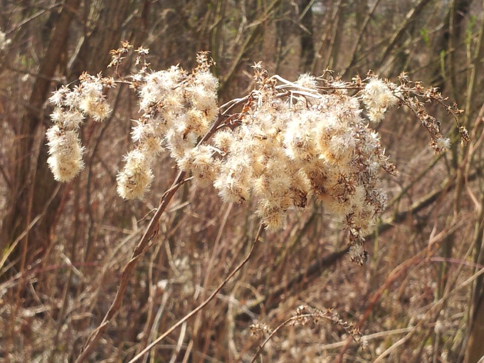 Dry grass spring straws