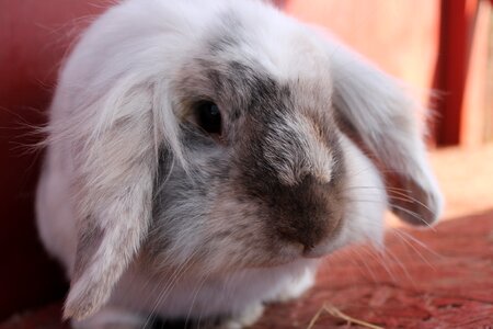 White silver cute