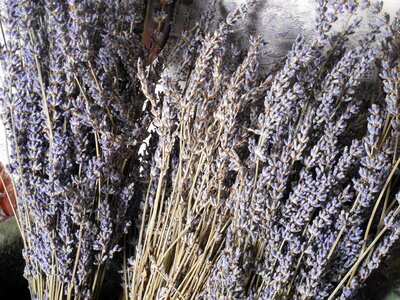 Purple herb plant
