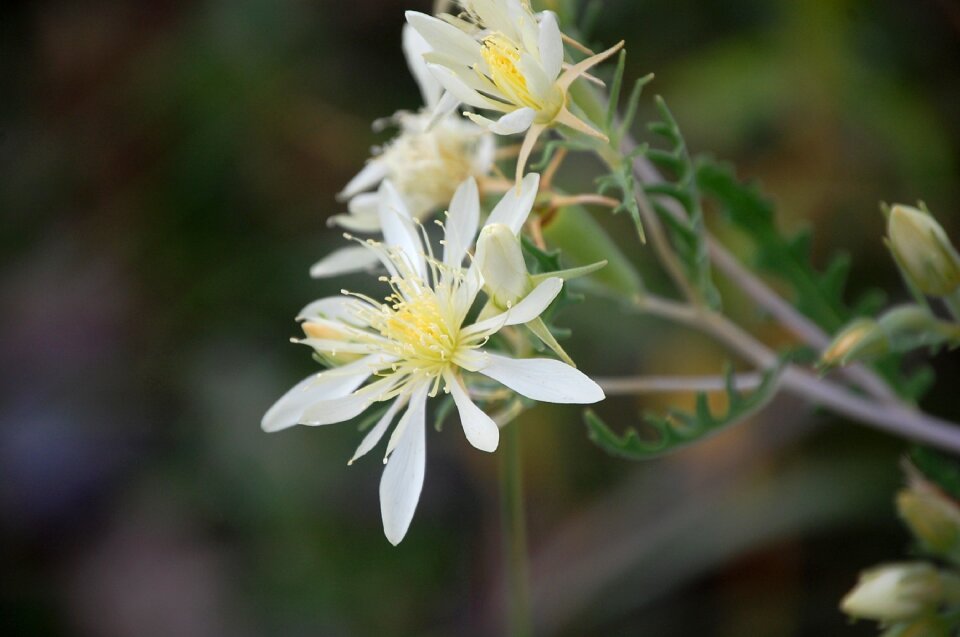 Spring natural garden