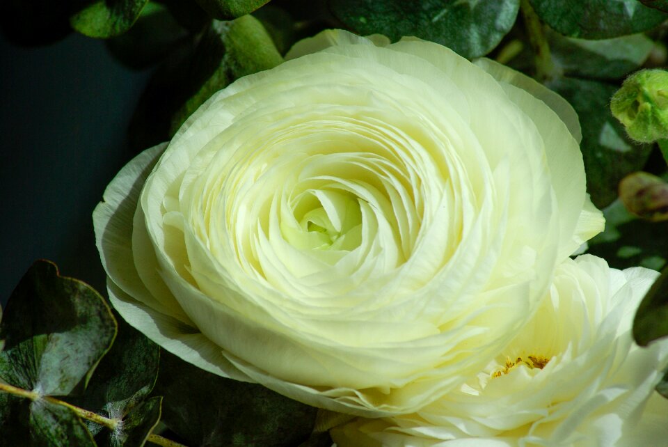 Buttercup petals white