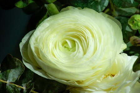 Buttercup petals white