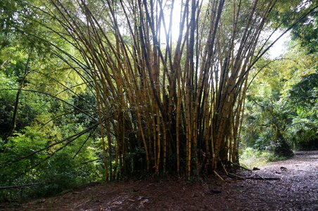 Forest hawaii