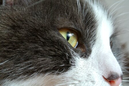 Animals feline green eyes photo
