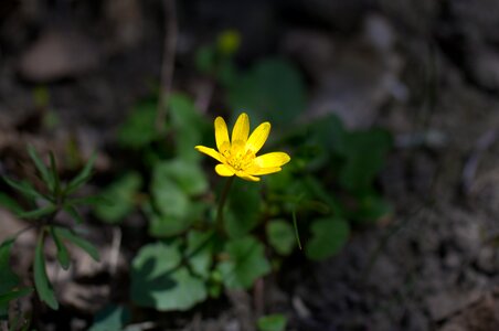 Toxic spring ranunculus ficaria