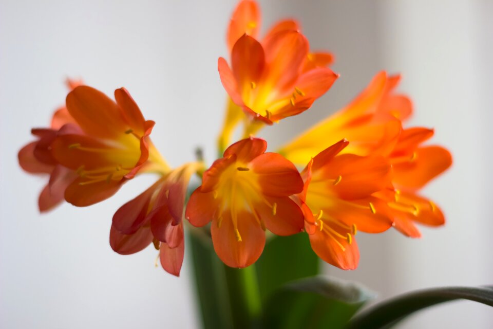 Floral natural fresh
