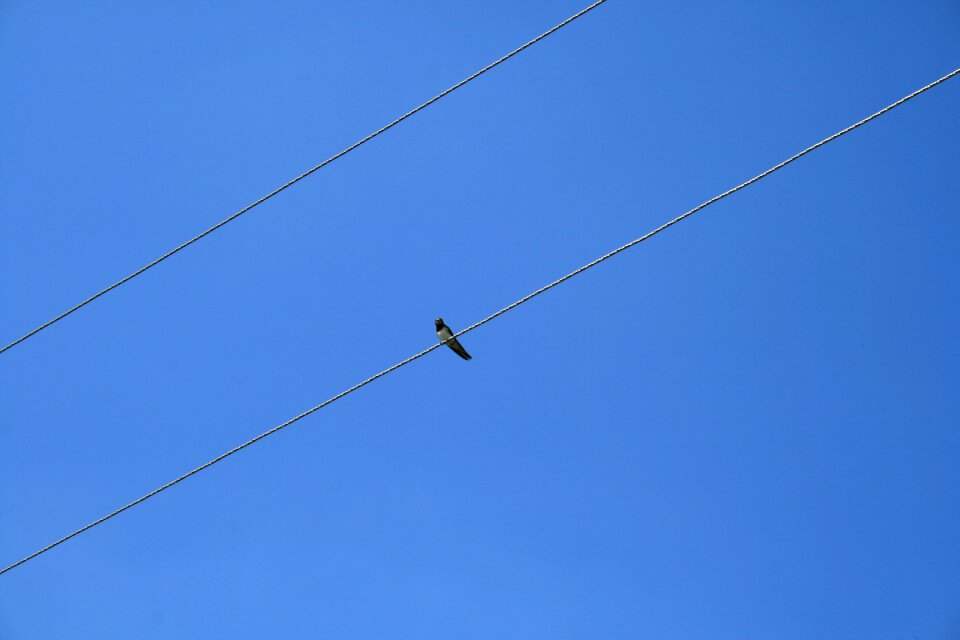 Against sky birds feathered race photo