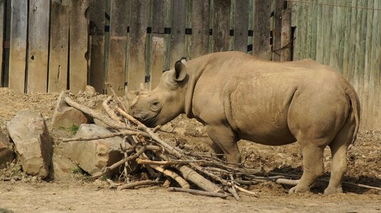 Mammal wildlife africa photo