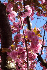 Bonn blossom pink photo