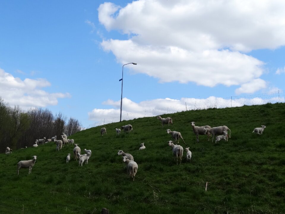 Frolic netherlands young