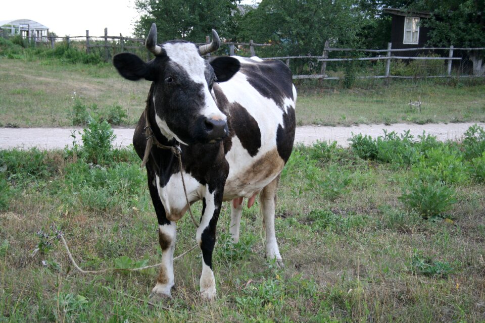 Animal cattle village