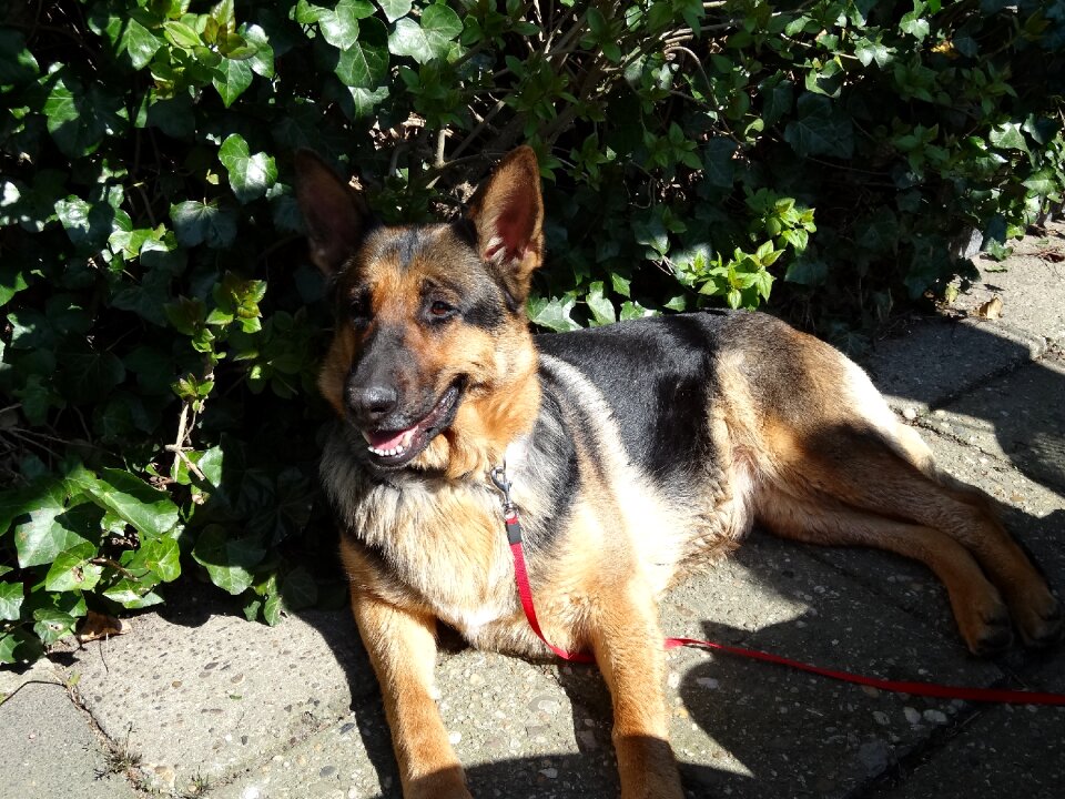 Mammal doggy shepherd