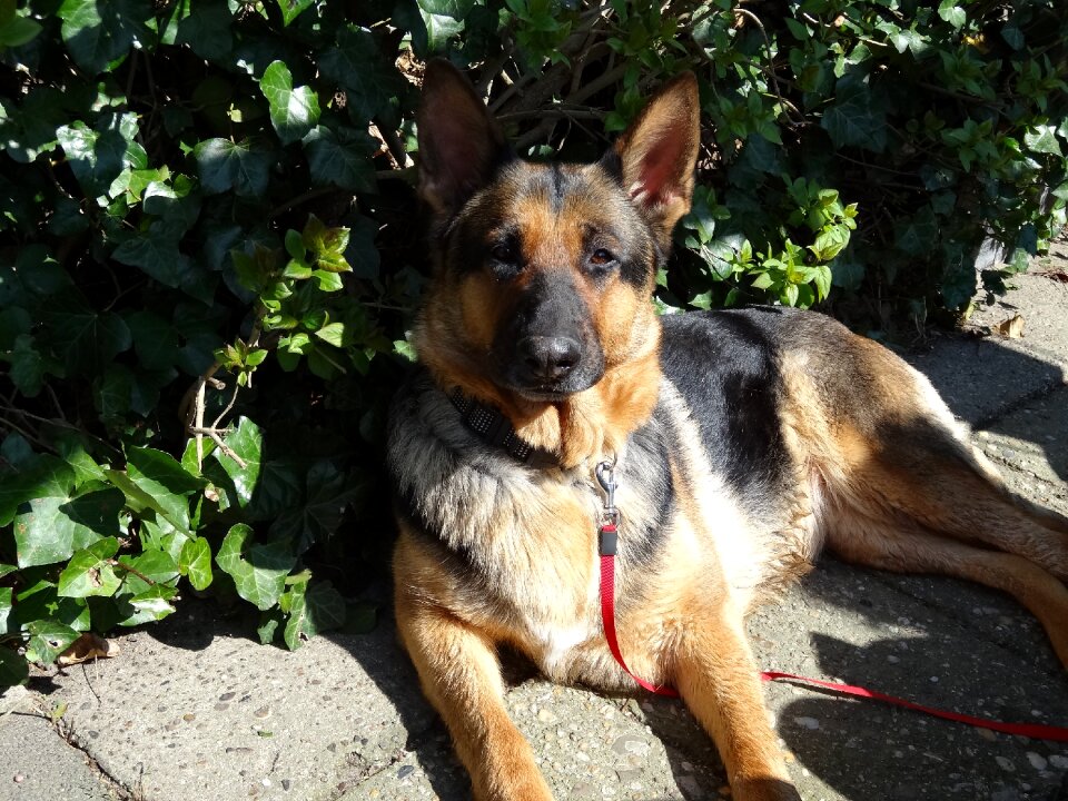 Mammal doggy shepherd