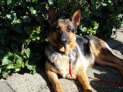 Mammal doggy shepherd