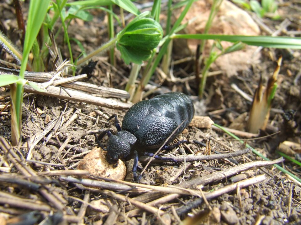 Insect zemplén hills spring