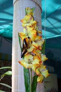 Closeup tropical insects orchid