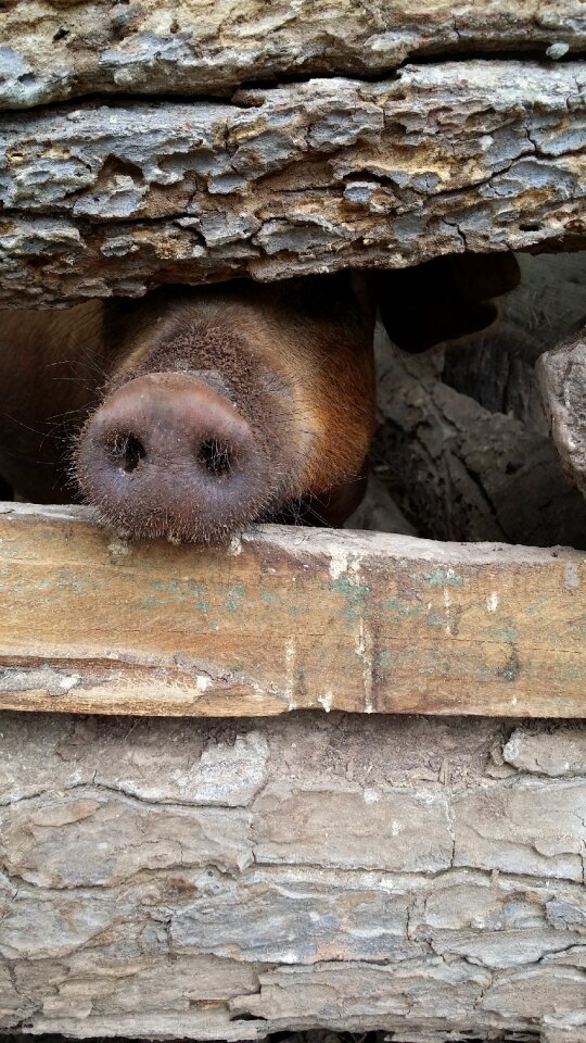 Animal cage