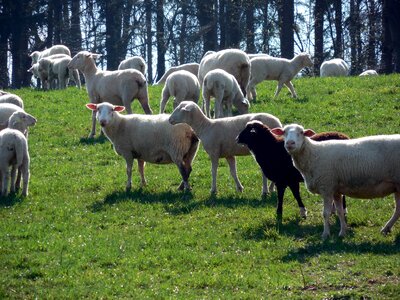 Wool pasture animals photo