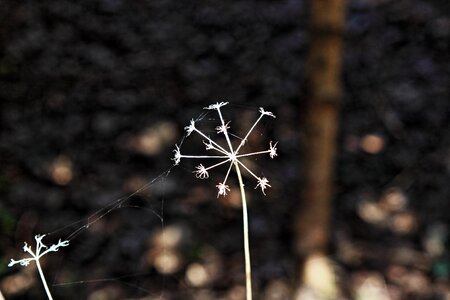 Filigree light nature