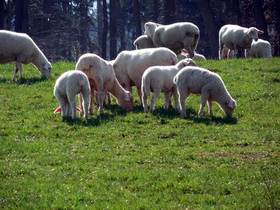 Wool pasture animals photo