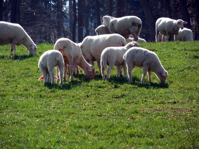 Wool pasture animals