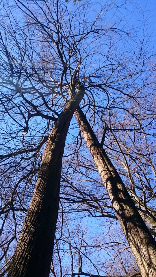 Lovers cohesion spring