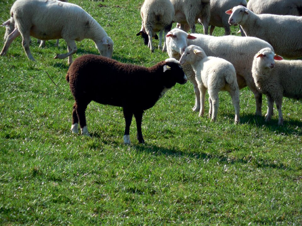Wool pasture animals
