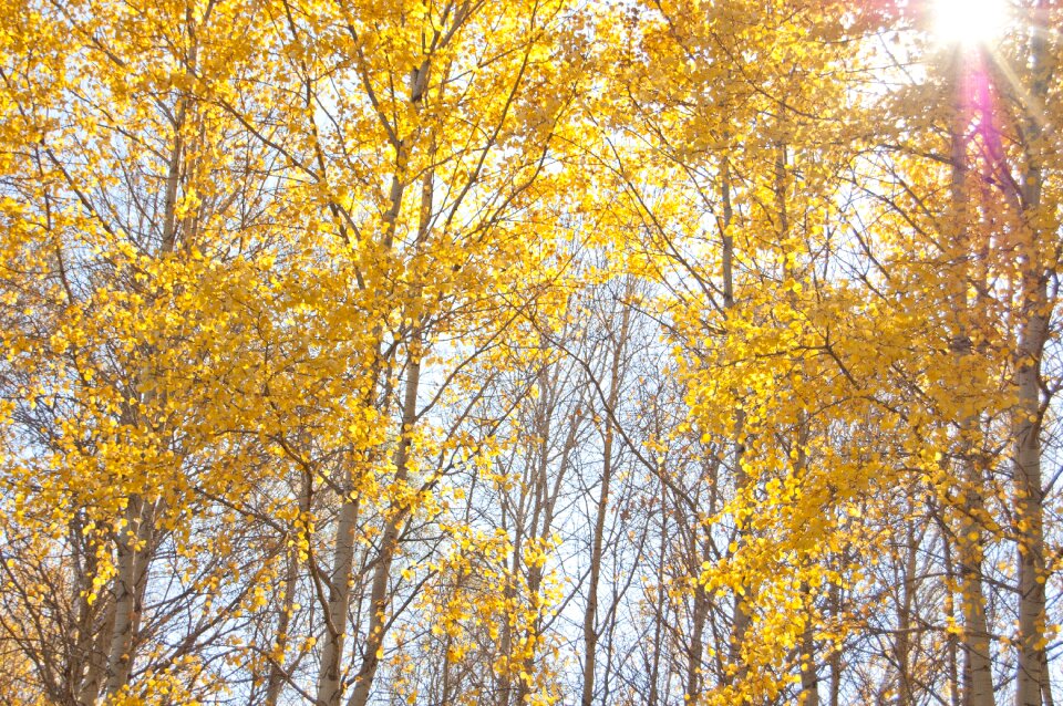 The sun shines through the leaves clear day blue sky