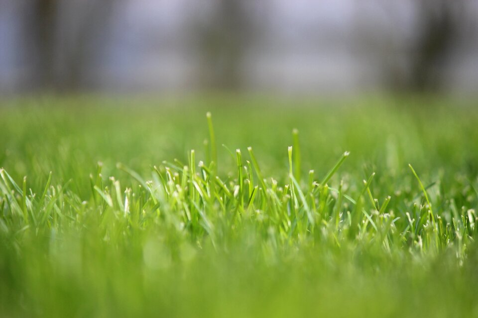 Meadow juicy nature