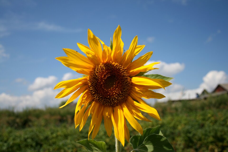 Bright summer cvey sunny