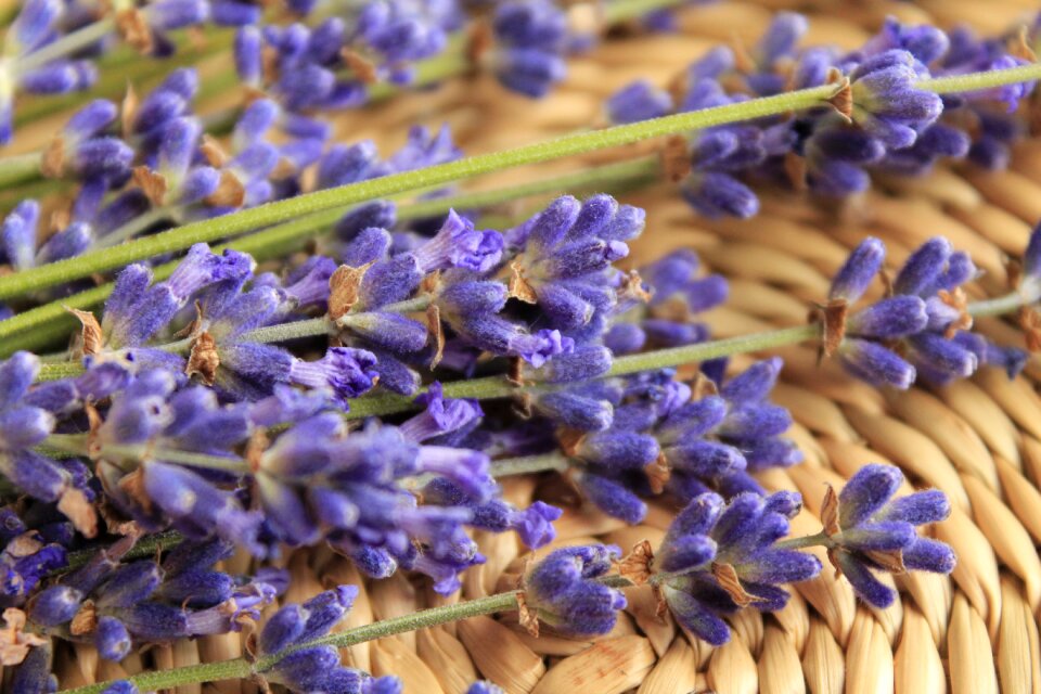 Lavender flower purple