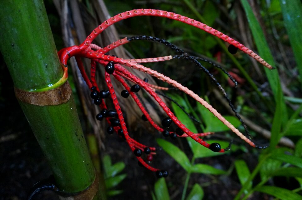 Flower tropical