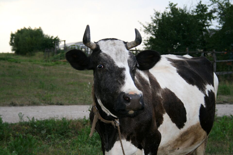 Animal cattle village