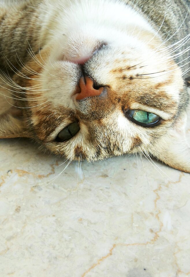 Kitten kitty eye