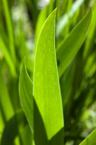 Irises leaves green background of leaves photo