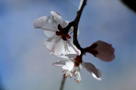 Flower spring pear