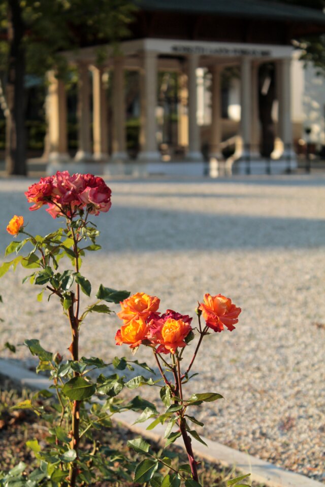 Balatonfüred kossuth source rose