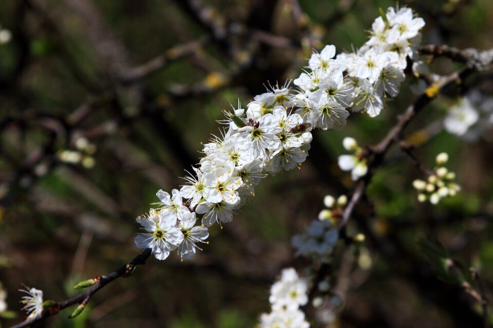Spring nature plant