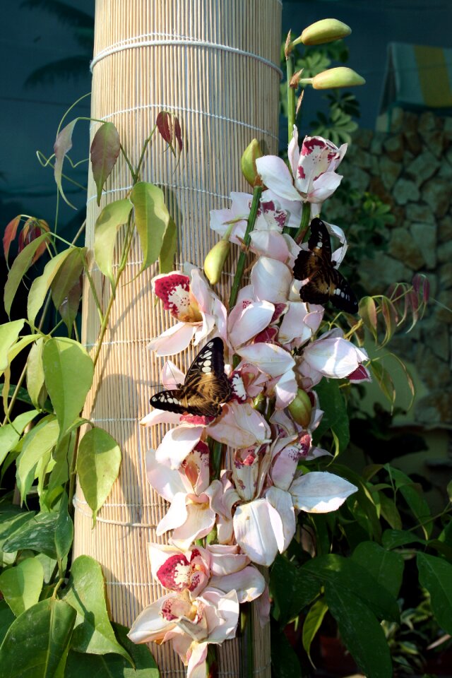 Closeup tropical insects orchid
