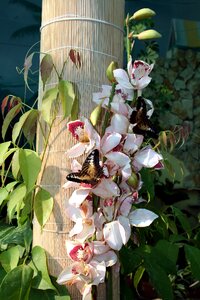 Closeup tropical insects orchid