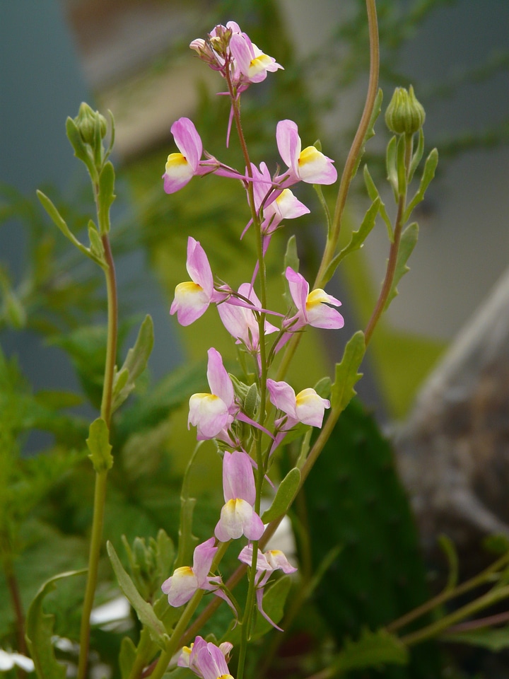Summer flower linaria maroccana linaria bitartita