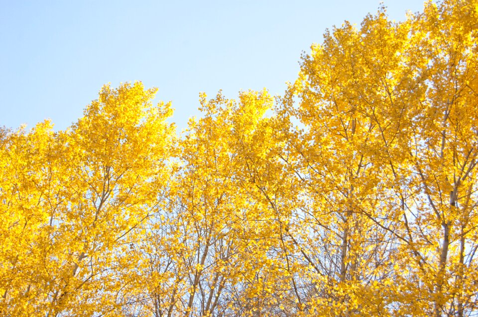 Clear day blue sky forest