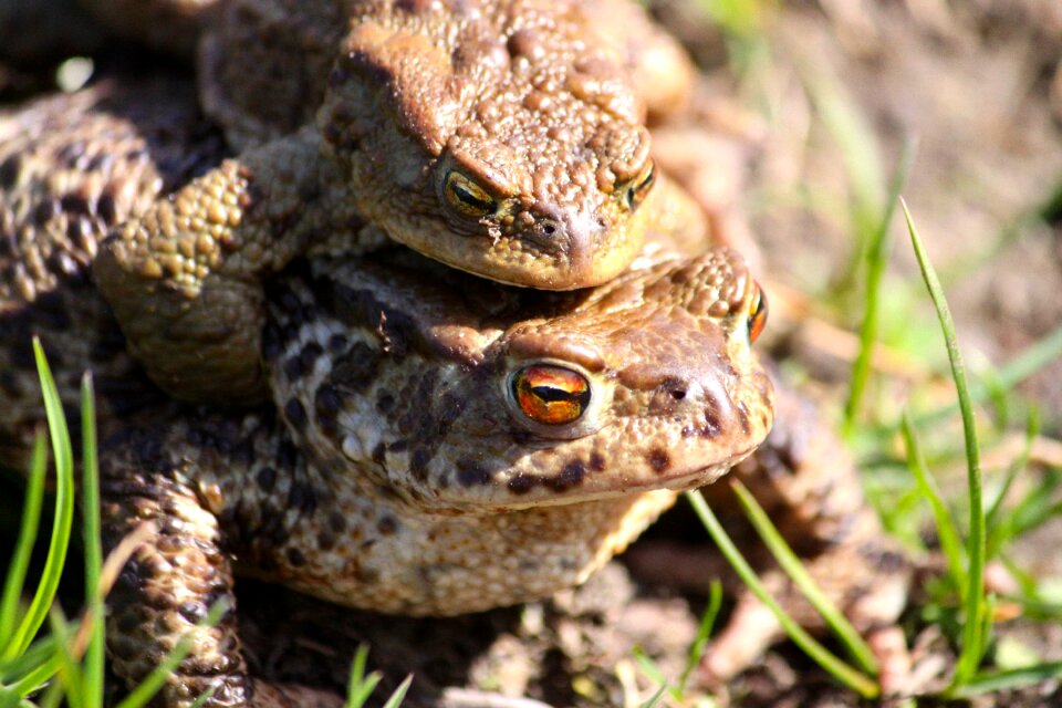 The frog toads spring