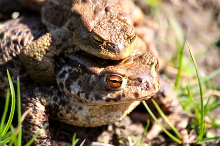 The frog toads spring photo
